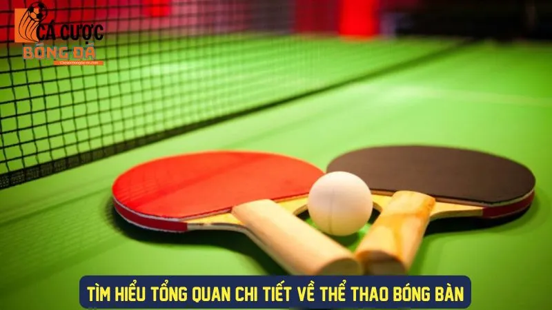 Khám phá chi tiết về bộ môn bóng bàn